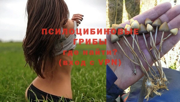 шишки Кодинск